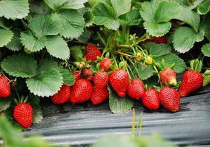 草莓是喜阳还是喜阴,草莓是喜阳还是喜阴