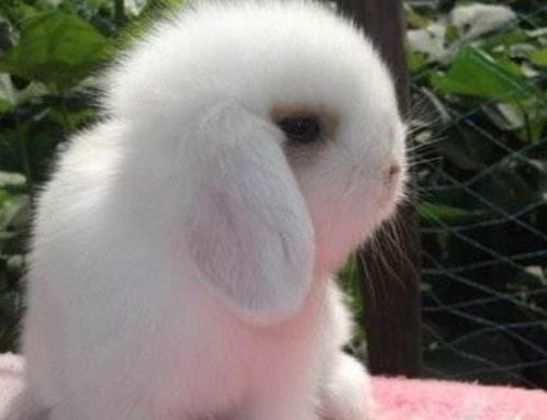 兔兔那么可爱,怎么可以吃兔兔 带你了解侏儒兔 