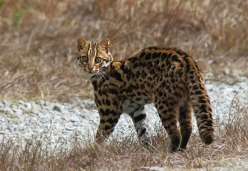 四川瓦屋山首次发现豹猫,和家猫有何不同,拿回家养得熟吗