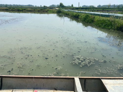 陈春永养殖技术之导致对虾养殖后期池塘底质恶化的九大原因分析