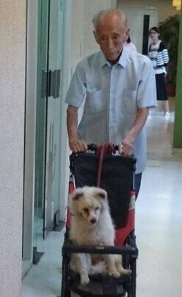 老人推婴儿车去医院,原来竟是带狗狗看病 网友 像在溜孙子