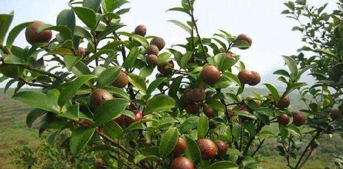 油茶种植需要注意什么条件,油茶种