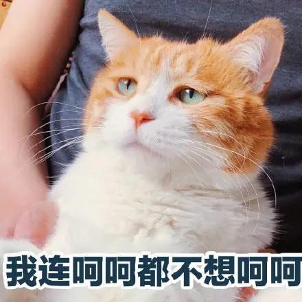 流浪猫咪 我曾经也有家,我也不想流浪