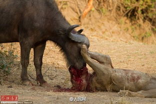 非洲水牛与狮子搏斗一小时将其杀死