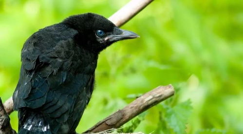 黑眉鸟怎么喂养 吃什么 主要有这三类食物