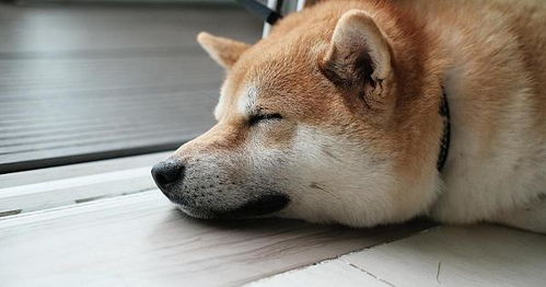 柴犬币刚开始价格,shiba inu 最新行情