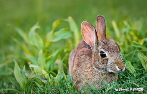 养兔技术 熟悉兔的消化特性,掌握正确饲喂方法