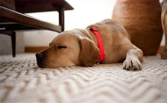 如果狗狗趴着睡,说明你在狗狗心目中什么都不是