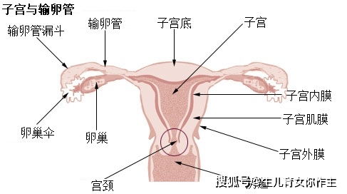 备孕须知 生理知识 女性生殖系统 1