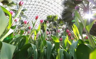 Chinese New Year flower show set for Chenshan Botancial Garden 