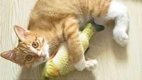 废猫玩个玩具都能玩到自己发火