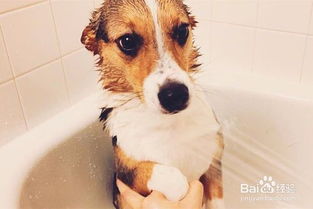 狗狗洗完澡怎么快速弄干毛 狗狗洗澡吹干方法 