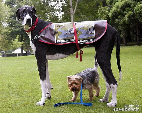英国女子养了一只 巨犬 ,站起来2.3米高,曾为它婉拒异性追求