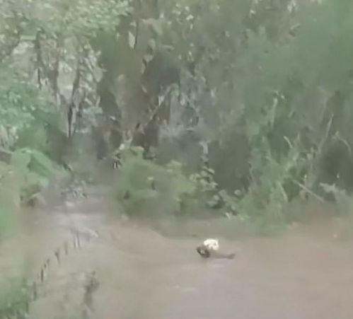 一个都不能少 狗妈妈跳入洪水救子,小狗崽最终逃离险境