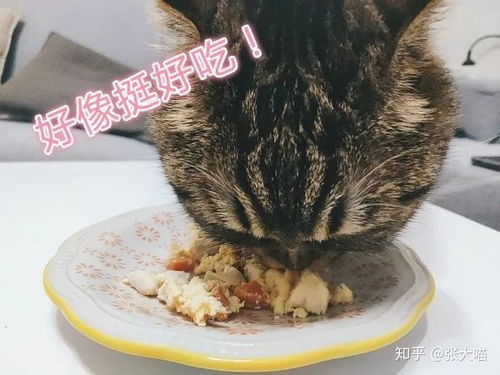 不会做饭都能学会的超简单猫饭菜谱之一,猫咪主人一定要试试 