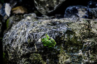 石头上的青蛙图片下载素材 其他 