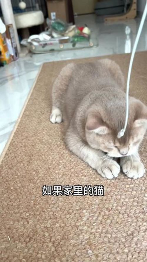 家里猫总爱咬电线和咬人 快给它安排一根木天蓼磨牙洁齿玩耍两不误 萌宠好物 木天蓼 木天蓼磨牙棒 