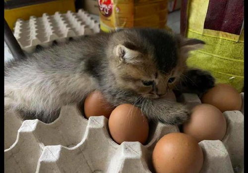 小猫咪躺在鸡蛋盒子里,试图要孵出小鸡来,猫 我要当鸡妈妈了