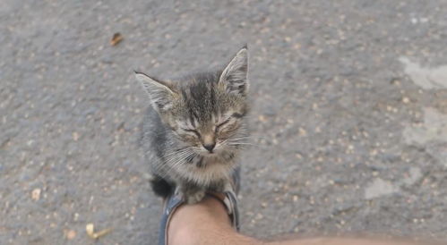 小伙在公园打盹,鞋子上却悄悄蹲了一只小猫,吃饭时还叫来猫妈妈