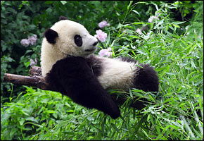 华盛顿的熊猫寿星 泰山 年满一岁 