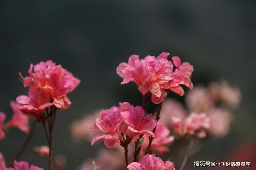 未来几日桃花运最好的星座,对的时间遇到对的人,收获想要的爱情