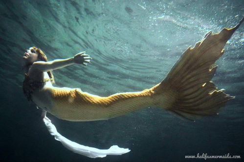 美人鱼 人鱼的传说 深海人鱼 mermaid 