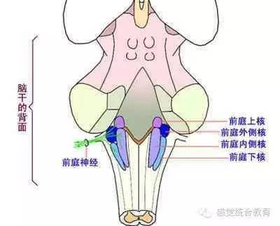 儿童感统失调现象不容小视,越来越多的孩子中招