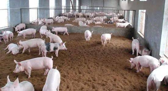 泰和生猪养殖问题(泰和正邦养猪场)