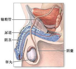 男性生殖感染常见疾病有哪些 