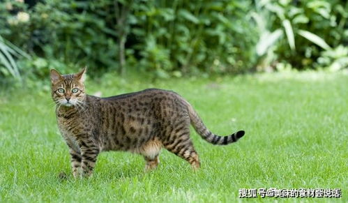猫豹合一的野生动物,时常打劫农舍,是中国最多野生猫科动物