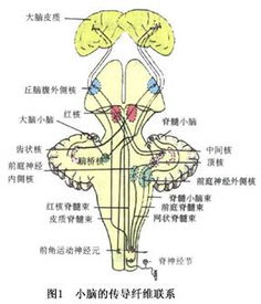 共济失调的危害有哪些呢?北京贞观中医治疗怎么样?