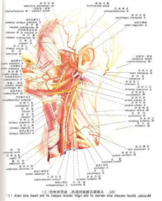 下颌神经解剖图 搜狗图片搜索