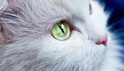猫咪的眼睛为什么是五颜六色的 为你揭秘猫咪眼睛的八个秘密