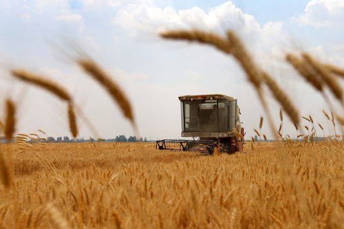 安徽 小麦收割忙
