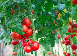 水果西红柿的功效与作用,标签:营养,健康