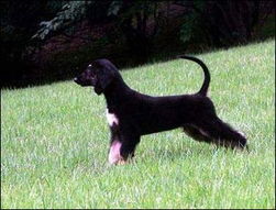 韩国专家确认 斯纳皮 是世界第一只克隆狗 