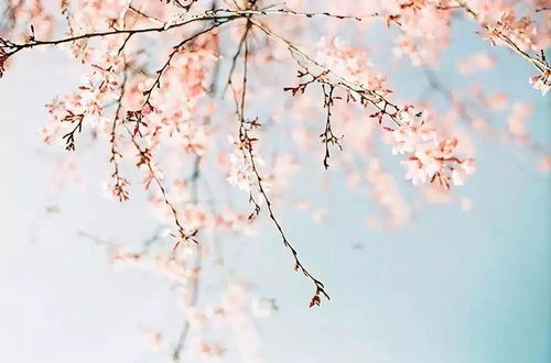 致女人,春风十里不如你,三里桃花不及卿