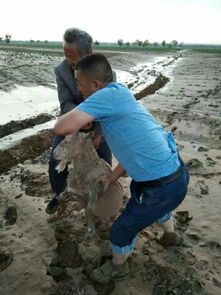 榆林突降暴雨引发山洪,农户100多只羊被洪水冲走