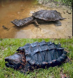 缩头乌龟 可能非但不是胆小,而是为了凶残地捕猎