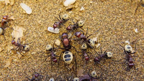 十种最值得饲养的国外蚂蚁 个人向