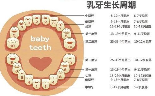 宝宝在出牙前有 暗示 ,家长做好辅助工作,帮娃顺利度过长牙期