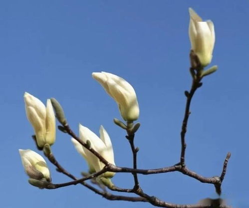 春暖花开,房山这座公园邀您 云赏花