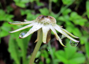 什么桐花烂漫，探寻桐花的绚烂与芬芳，桐花烂漫,乍疏雨、洗清明