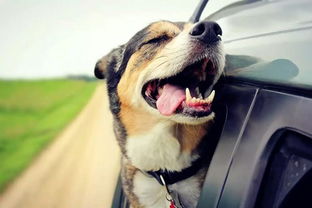 家里的狗狗上车后有臭味,怎样去除汽车内的狗臭味