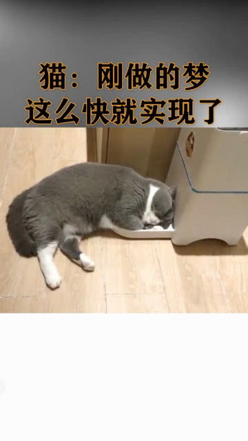 猫 刚做的梦,这么快就实现了吗 