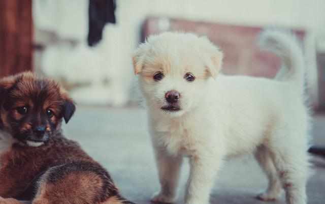 责 吉娃娃犬是世界上最小型的犬种之一 米粒分享网 Mi6fx Com