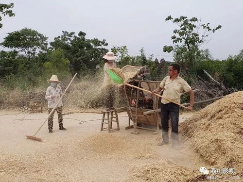 稷山稷王山里的刘家坪村小麦碾打延续传统 龙口夺食 正忙时 