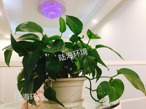 除甲醛室内植物种植小知识