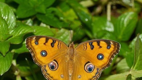 世界上十大最漂亮的蝴蝶 蓝色大闪蝶排名第一