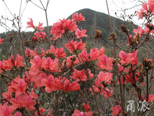 春天的山野,是本花的 百科全书